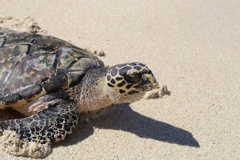 turtle-Fiji